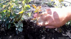 удаление поросли на подвое шиповника  пинцировка