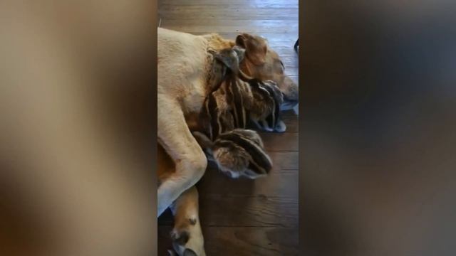 Best Funniest Animals  Try Not To Laugh Pets  Funny Animals Videos 2023 funny cats dog