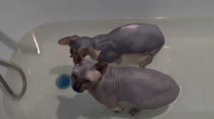 Купание канадского сфинкса/Сфинкс купание #сфинкс #сфинксы #канадскийсфинкс #лысыйкот #купаниекотят