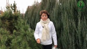 Ошибки при укрытии роз на зиму  Питомник 🌹 и 🌲 Е  Иващенко