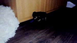 Щенок ягдтерьер 1 месяц 16 дней