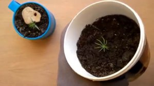 Как вырастить сосну бонсай из семян Первые ростки