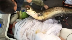 Огромный сом на квок на Волге. Более 30 кг. Рыбалка в Астраханской области. Fishing in the summer