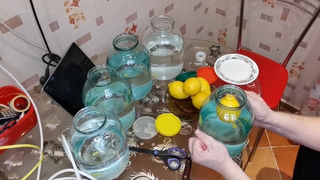 Лимонный висельник.