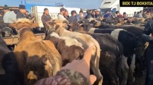 Мол Бозори Хочи шариф Ш Бохтар 24 феврале дехкон бача дар мо мехман