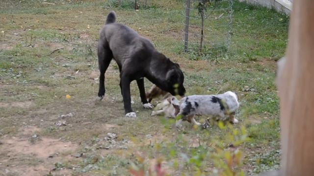 среднеазиатская овчарка и кардиганы смотреть онлайн