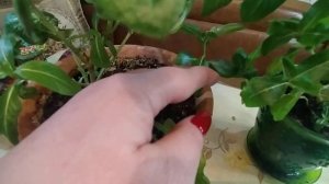 катарантус, зимовка на подоконнике