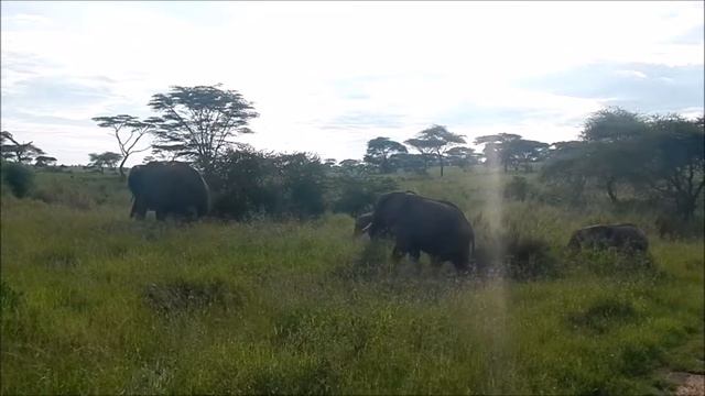 Elefantengruppe im Tarangire Nationalpark im April 2018 смотреть онлайн