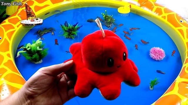 Colorful Cute Animals, Hammer Shark, Crocodile, Goldfish, Koi Fish, Duck,Green Frog,Betta Fish,Snai