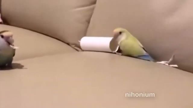 Попугай переел семечек смотреть онлайн