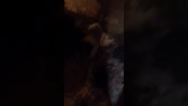 Вьетнамские поросята в хозяйстве смотреть онлайн