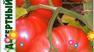 Томат Десертный розовый. Краткий обзор, описание solanum lycopersicum Desertnyj rozovyj