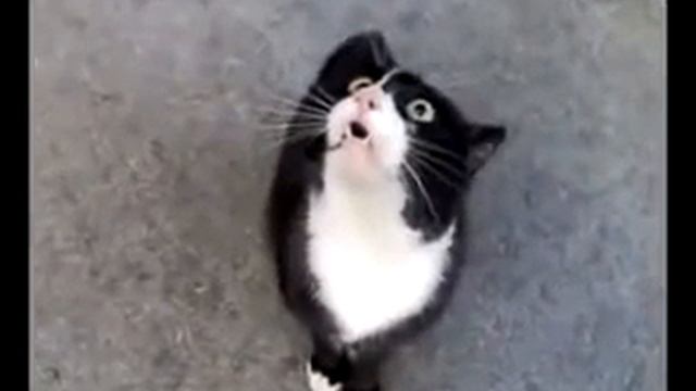 Кот орет прикол! смотреть онлайн