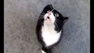 Кот орет прикол!