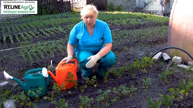 Подкормка сельдерея. Выращивание сельдерея корневого.