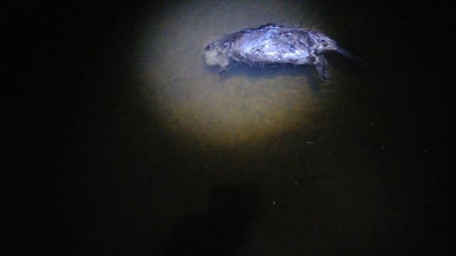 Охота на бобра с мелкашкой. Клондайк иссяк смотреть онлайн