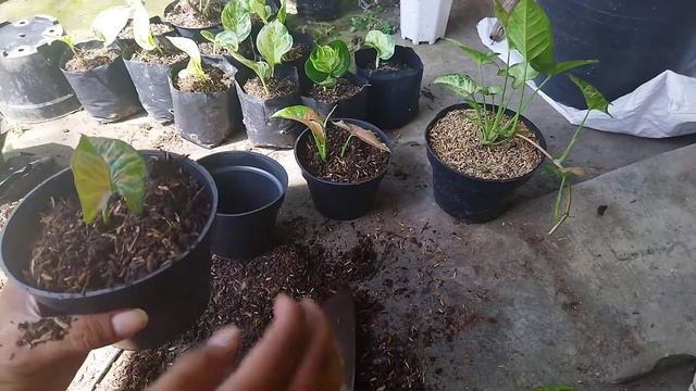 BUDIDAYA SYNGONIUM PINK FLECKED смотреть онлайн