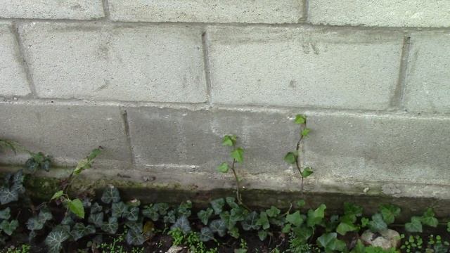 Плющ. Живая стенка. смотреть онлайн