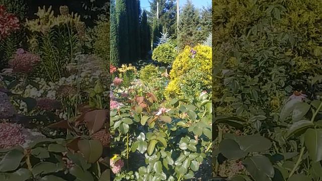 Сад Гончаровых.необычное цветение гортензии и юкки смотреть онлайн