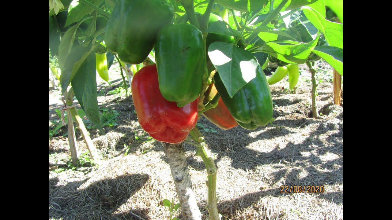 Перец сладкий.Все намного проще. Простой и надежный способ посадки сладкого перца на рассаду! смотреть онлайн