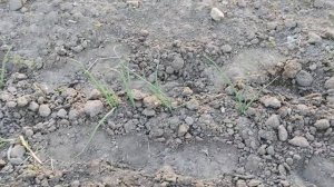 Ялтинский лук не в Ялте Сладкий крымский лук на огороде Будетли ялтинский лук сладким Сельская жизн