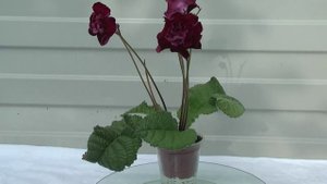 Стрептокарпус DS-Розочка