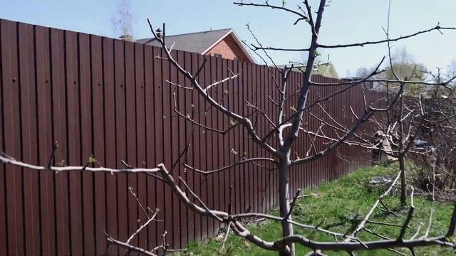 Устойчивые сорта   это секрет малоуходного сада как не попасться на уловку продавцов при покупке са