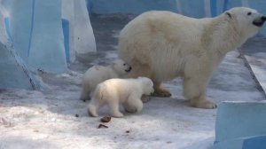 Герда с медвежатами на даче. 28.03.2023