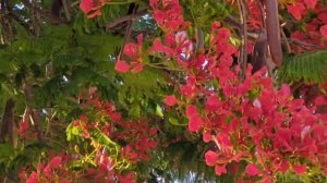 Цветение  Делоникса королевского и Лагерстремии(Индийская сирень)