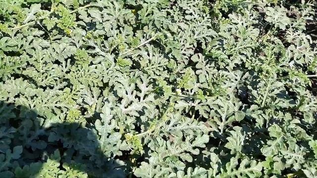 привитый арбуз к тыкве смотреть онлайн