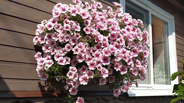 Петуния Опера Суприм РАСПБЕРРИ АЙС (Opera Supreme Raspberry Ice). смотреть онлайн