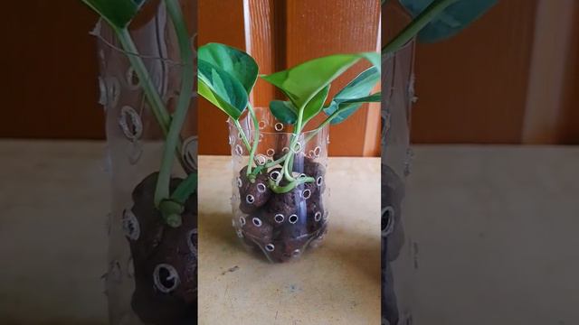 how to propagate philodendron brasil | philodendron propagation in leca | leca basics