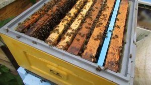 ставлю контрольную рамку с молодыми личинками, проверяю есть матка у пчел или нет - улей биненхаус