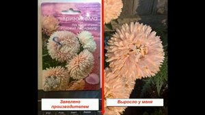 44/19 Подвожу итог по выращиванию хризантеллы