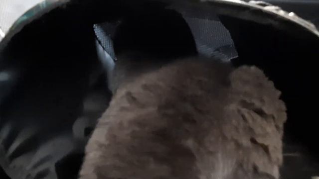 У кота шок от переезда! (18:55 (UTC+3) 22.08.2021) смотреть онлайн