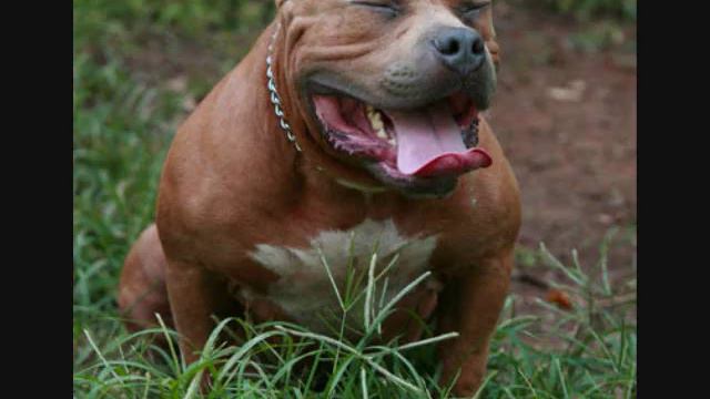 PITBULL MUSIC FOTO 0001 смотреть онлайн