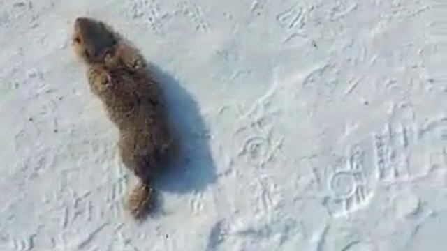 Суслик вылез из норы в СЕРЕДИНЕ февраля! смотреть онлайн