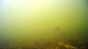 Рак узкопалый. Раки в подводном мире. закадровый текст.