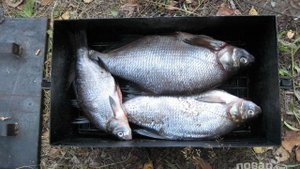 Копчение рыбы в коптильне