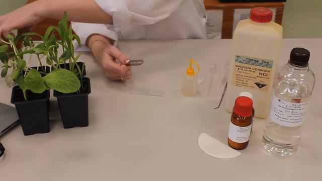 3 поток "Архитектура проводящих систем цветковых растений" смотреть онлайн