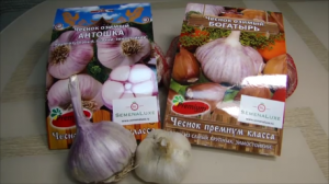 Самый крупный и урожайный озимый Чеснок! Рокамболь. Лук -шалот Где купила.