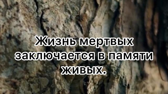 #природа#дерево#красота