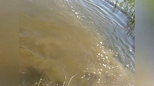 Рыбалка, сом на лягушку, ловля сома донками, Рыбкино