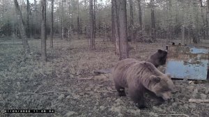 МЕДВЕДЬ НА ПРИВАДЕ. часть вторая