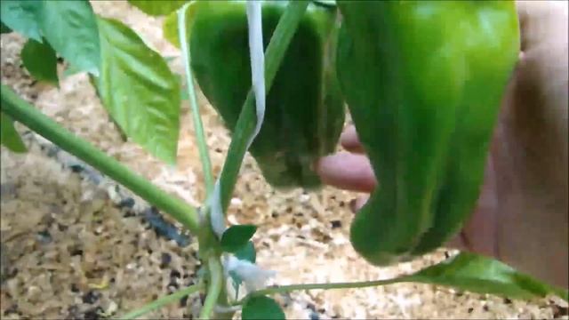 А есть ли завязи и какие на сладких перцах в конце июня!!! Первый урожай! смотреть онлайн