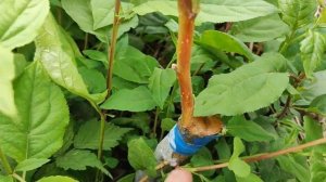 результат прививки яблони на дичку