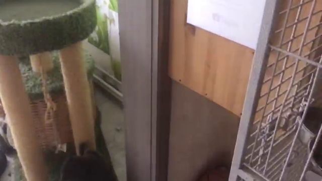 МАСЯНИН КАСТИНГ: ГРИГОРИЙ НЕ В НАСТРОЕНИИ! смотреть онлайн