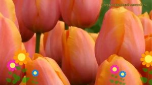 Тюльпан триумф Дордон. Краткий обзор, описание характеристик, где купить луковицы Dordogne