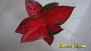 Aglaonema Suksom Jaipong