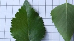 Betula pubescens
